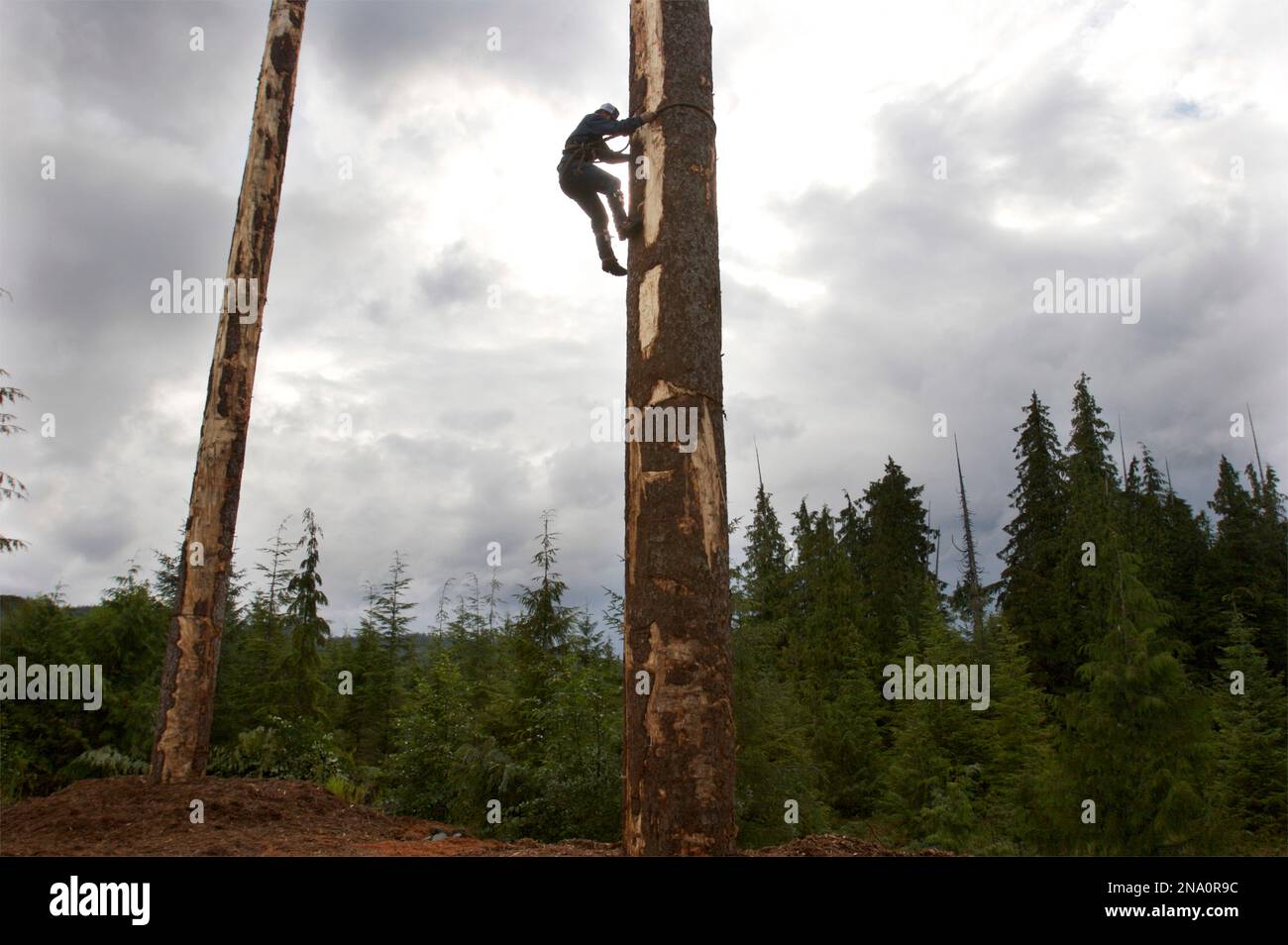 Ein Logger einen Baumstamm Klettern, während eine Protokollierung zeigen Wettbewerb. Stockfoto