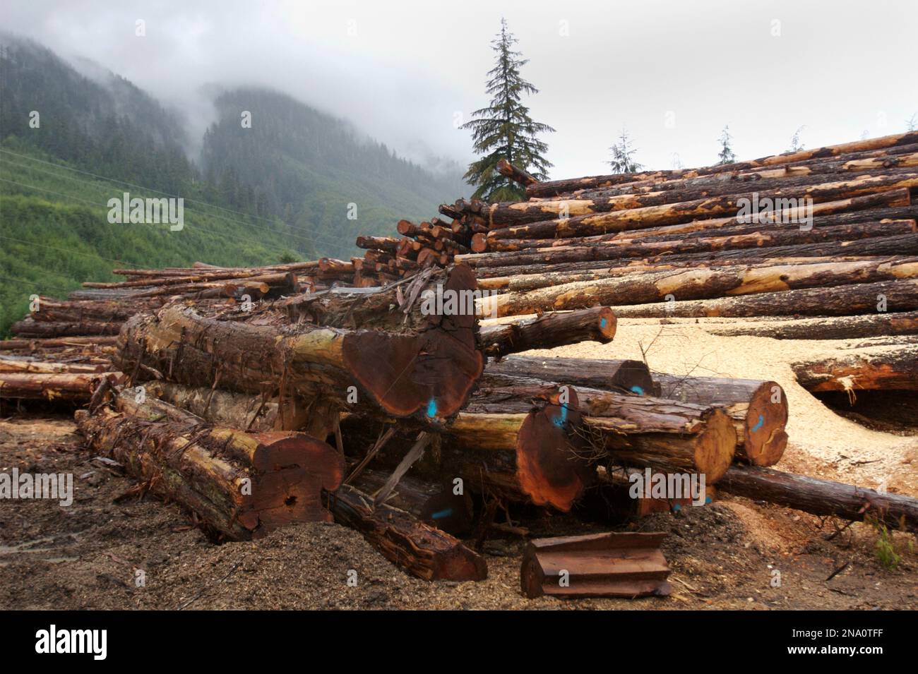 Rohe Holzscheite in einem Holzlager; Prince of Wales Island, Alaska, Vereinigte Staaten von Amerika Stockfoto