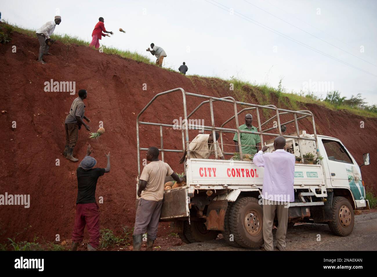 Die Männer ernten Ananas in Uganda, Afrika; in der Republik Uganda, Afrika Stockfoto