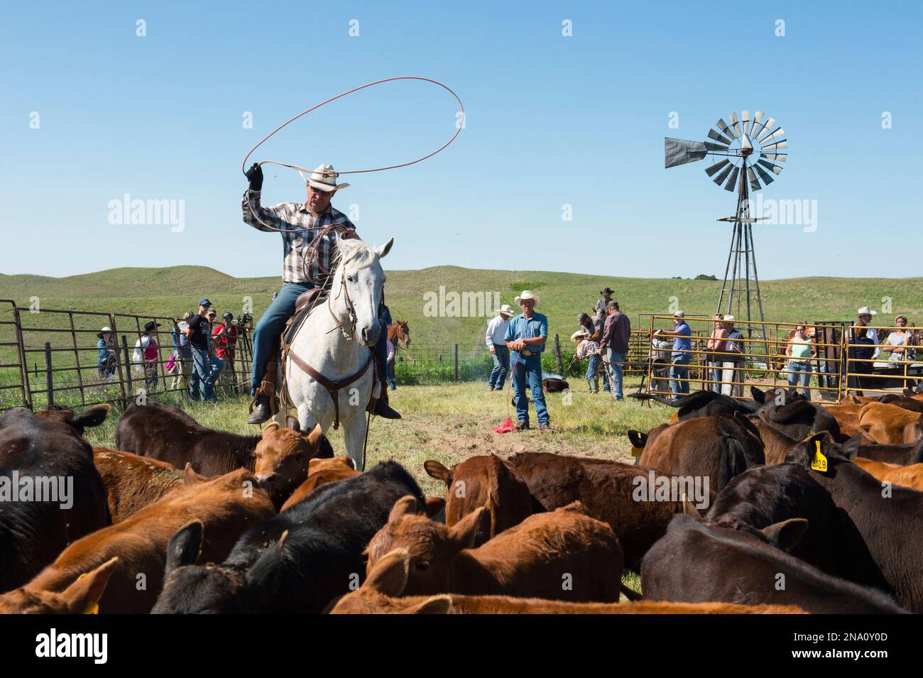 Viehzüchter, die mit Rindern arbeiten; Burwell, Nebraska, Vereinigte Staaten von Amerika Stockfoto