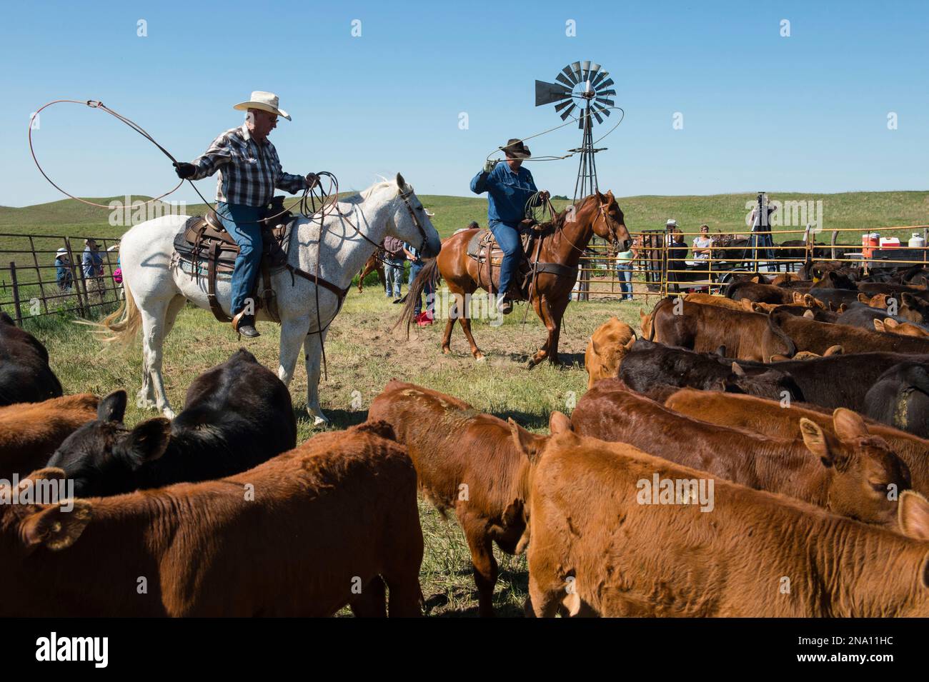 Viehzüchter, die mit Rindern arbeiten; Burwell, Nebraska, Vereinigte Staaten von Amerika Stockfoto