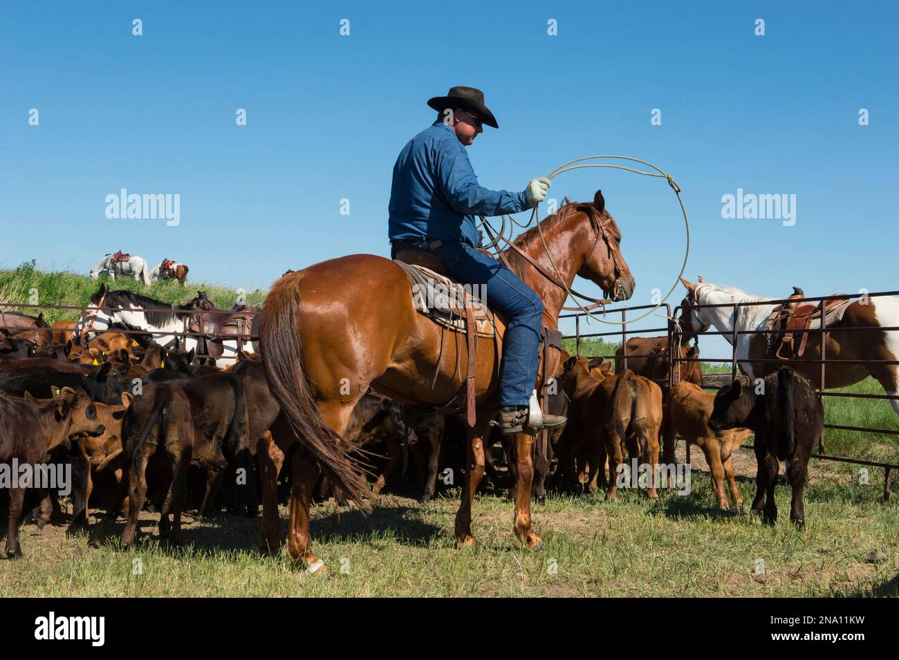 Rancher, der mit Rindern arbeitet; Burwell, Nebraska, Vereinigte Staaten von Amerika Stockfoto