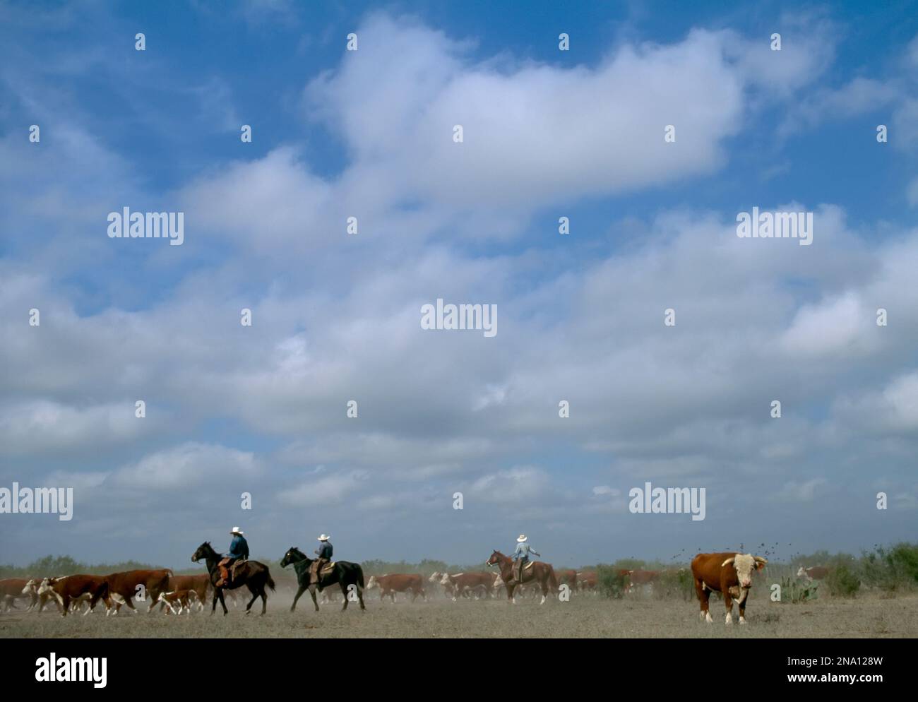 Unter einem großen Himmel halten Rinder auf der 130 000 Hektar großen Ranch in der Nähe von Encinal, Texas, USA; Texas, Vereinigte Staaten von Amerika Stockfoto