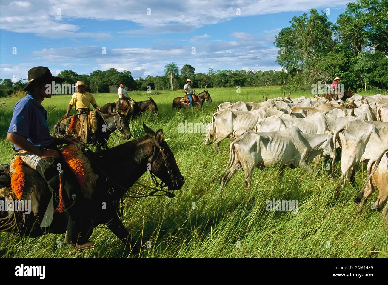 Cowboys auf dem Pferd sammeln ausgemergelte Zebu-Rinder; Pantanal, Brasilien Stockfoto