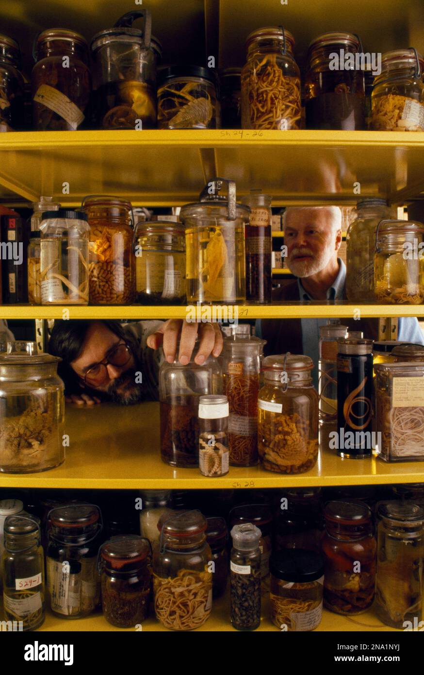 Die Kuratoren J. Ralph Lichtenfels (rechts) und Eric Hoberg beaufsichtigen eine Sammlung von über 100 000 Exemplaren. Stockfoto