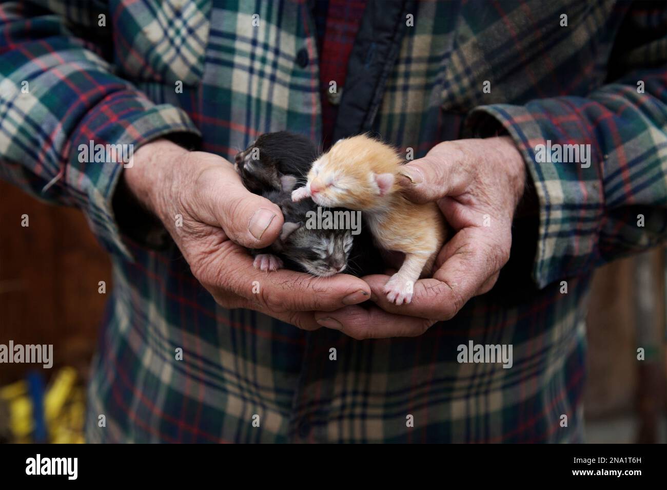 Senior-Mann mit neugeborenen Kätzchen in der Hand; North Creek, New York, Vereinigte Staaten von Amerika Stockfoto
