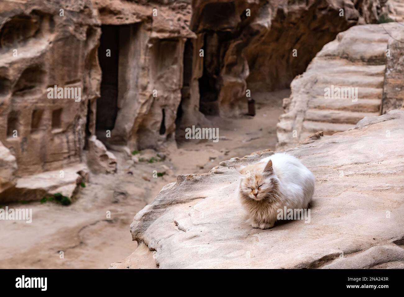 Eine Katze sitzt in Little Petra, einer berühmten archäologischen Stätte. Petra ist ein UNESCO-Weltkulturerbe und eines der sieben Weltwunder. Es ist eine antike Hauptstadt der Nabatäer, die heute von den Bidoul beduinen bewohnt wird. Stockfoto