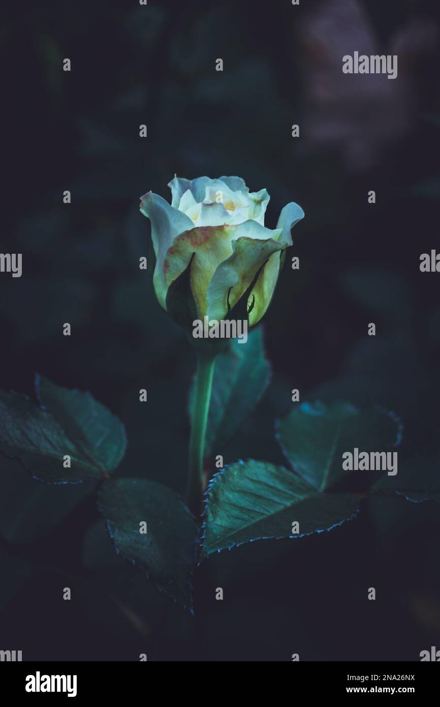 Gartenrose, Weiße Rose, Rose im Garten, selektiver Fokus, unscharfer Hintergrund Stockfoto