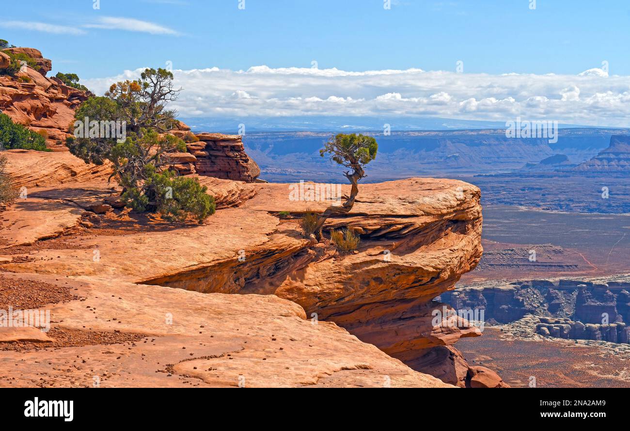 Krasse Bäume an einer freiliegenden Klippe im Canyonlands-Nationalpark in Utah Stockfoto