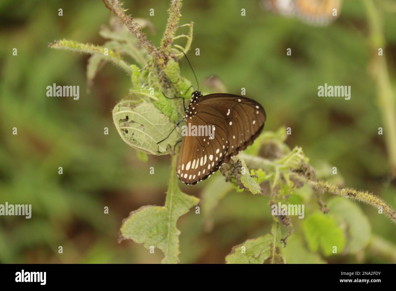 Wunderschöne Schmetterlinge, Libellen und Käfer in Sri Lanka, besuchen Sie Sri Lanka Stockfoto