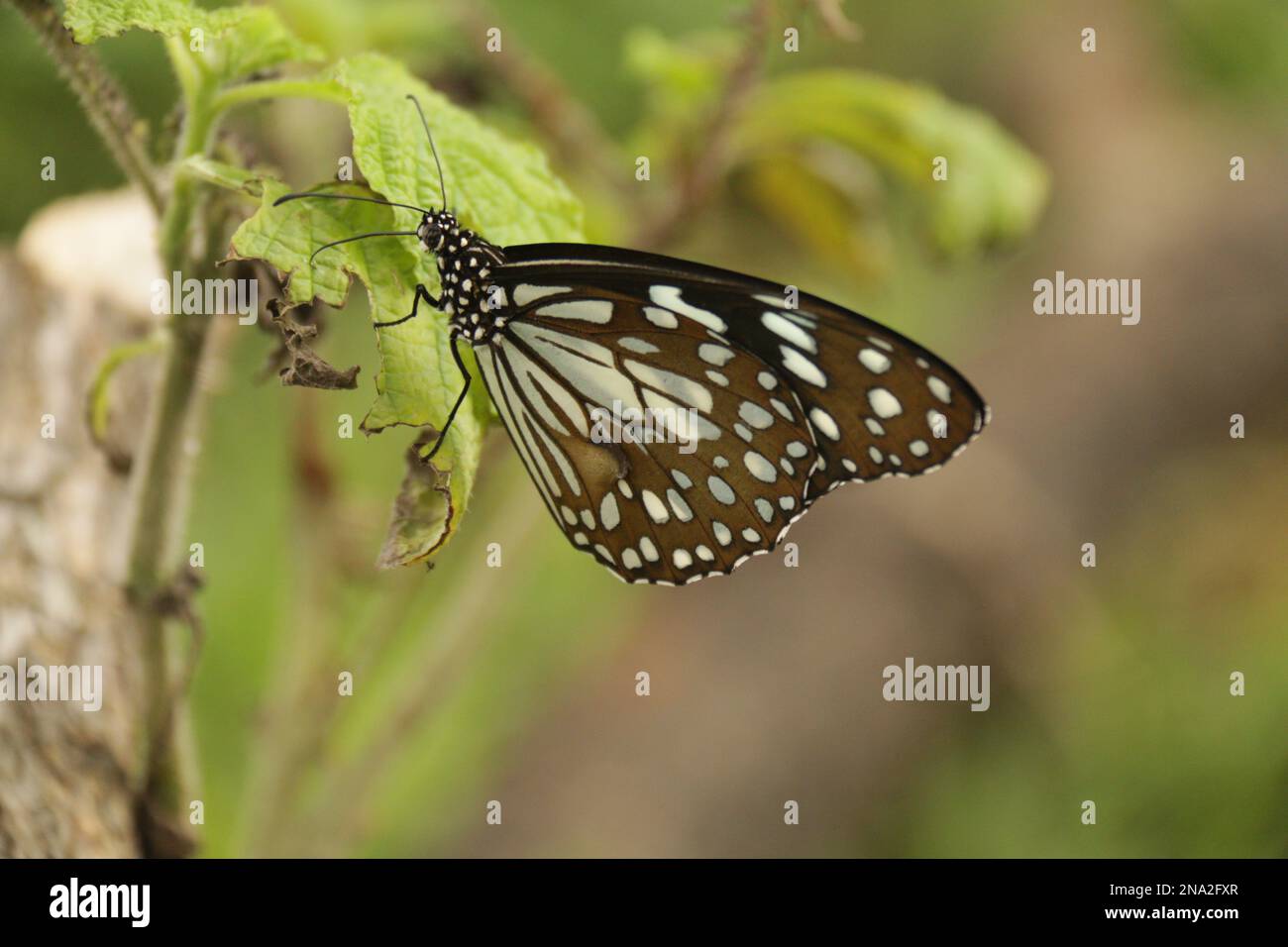 Wunderschöne Schmetterlinge, Libellen und Käfer in Sri Lanka, besuchen Sie Sri Lanka Stockfoto