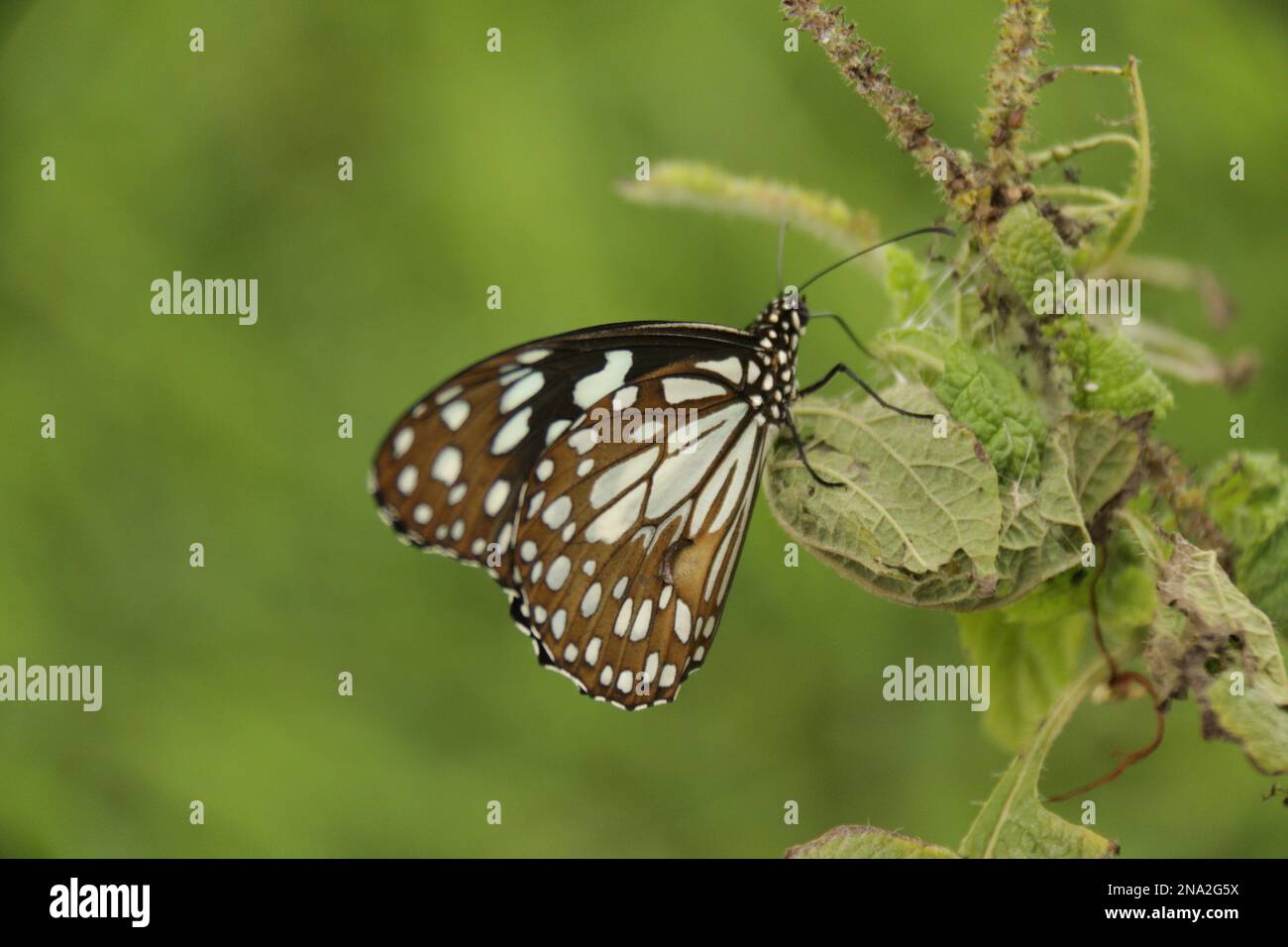 Wunderschöne Schmetterlinge in der Wildnis aus Sri Lanka Stockfoto