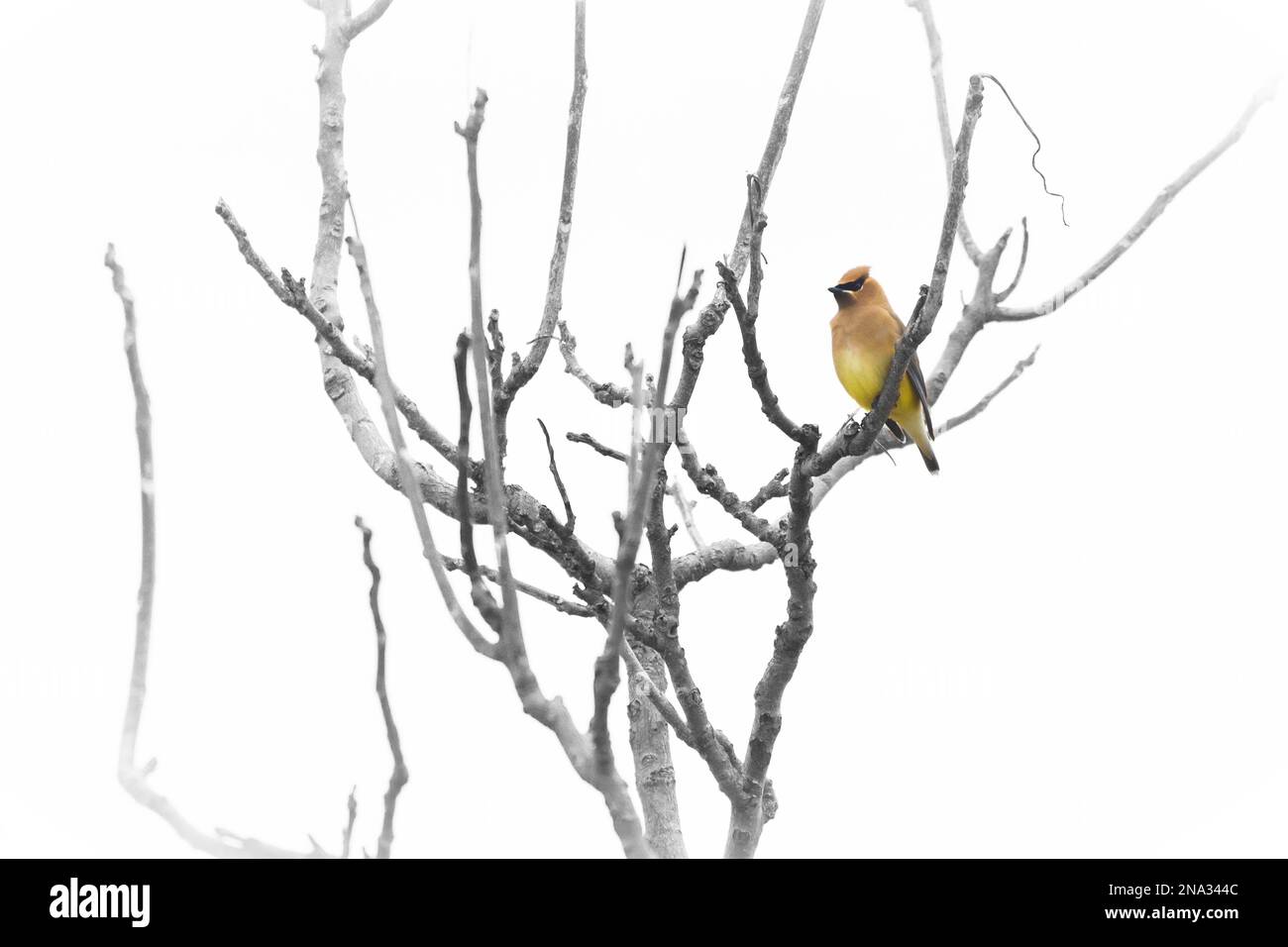 Ein Zedernwachs sitzt hoch oben in den Zweigen einer kentucky Kaffeeetree an einem nebligen Februar-Morgen. Schwarzweiß mit Farbtupfer. Stockfoto