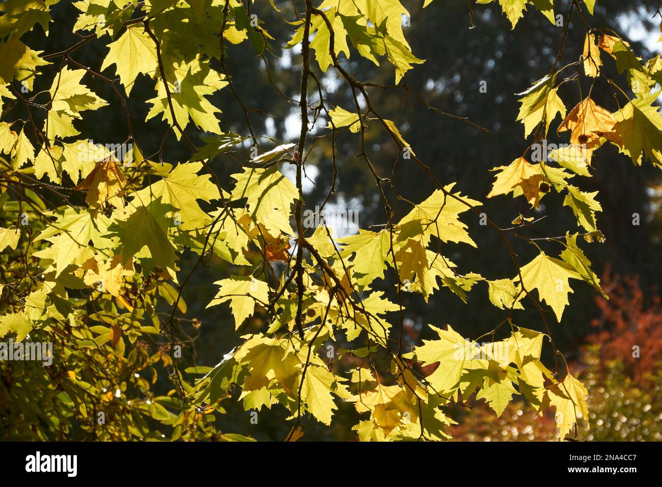Die Nahaufnahme des grünen Ahornbaums hinterlässt im Herbst eine wechselnde Farbe Stockfoto