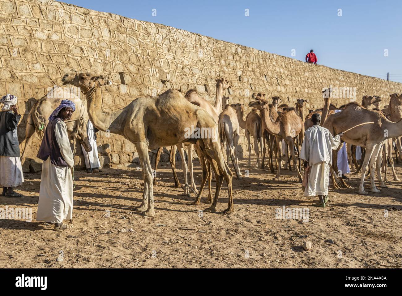 Kamele am Montag Viehmarkt; Keren, Anseba Region, Eritrea Stockfoto