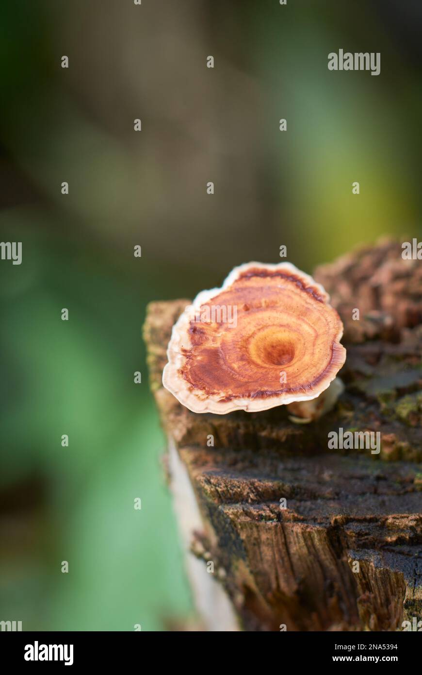 Orangenpilze wachsen auf toten Baumstämmen, Makroansicht von Pilzen, die feuchtes Holz verdauen, selektiver Fokus mit unscharfem Hintergrund und Kopierbereich Stockfoto