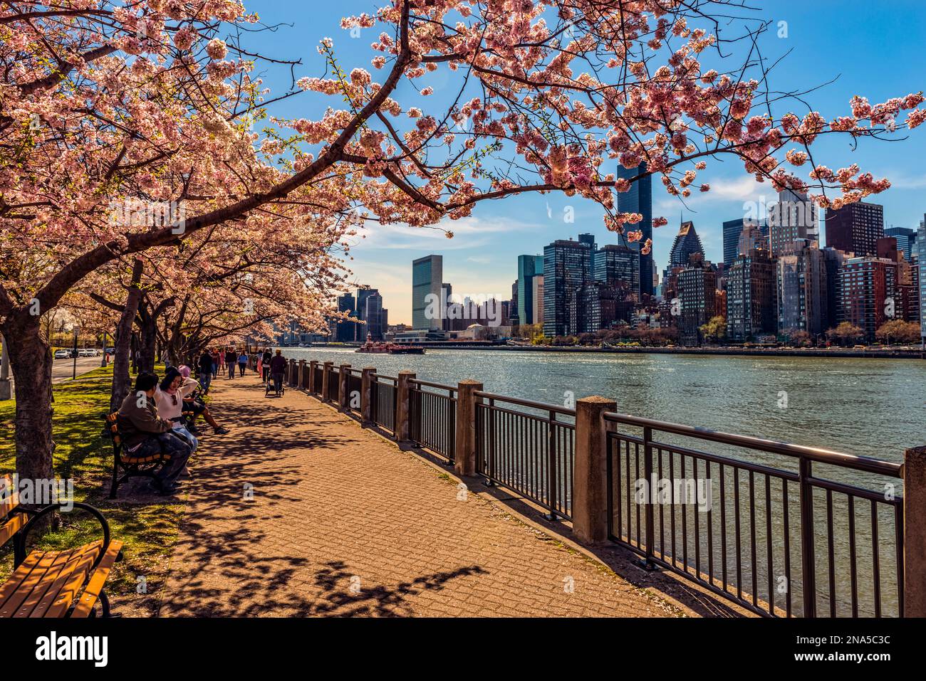 Roosevelt Island mit Kirschblüten ( Kwanzan Prunus serrulata) und der Skyline von Manhattan über den East River; New York, Vereinigte Staaten von Amerika Stockfoto