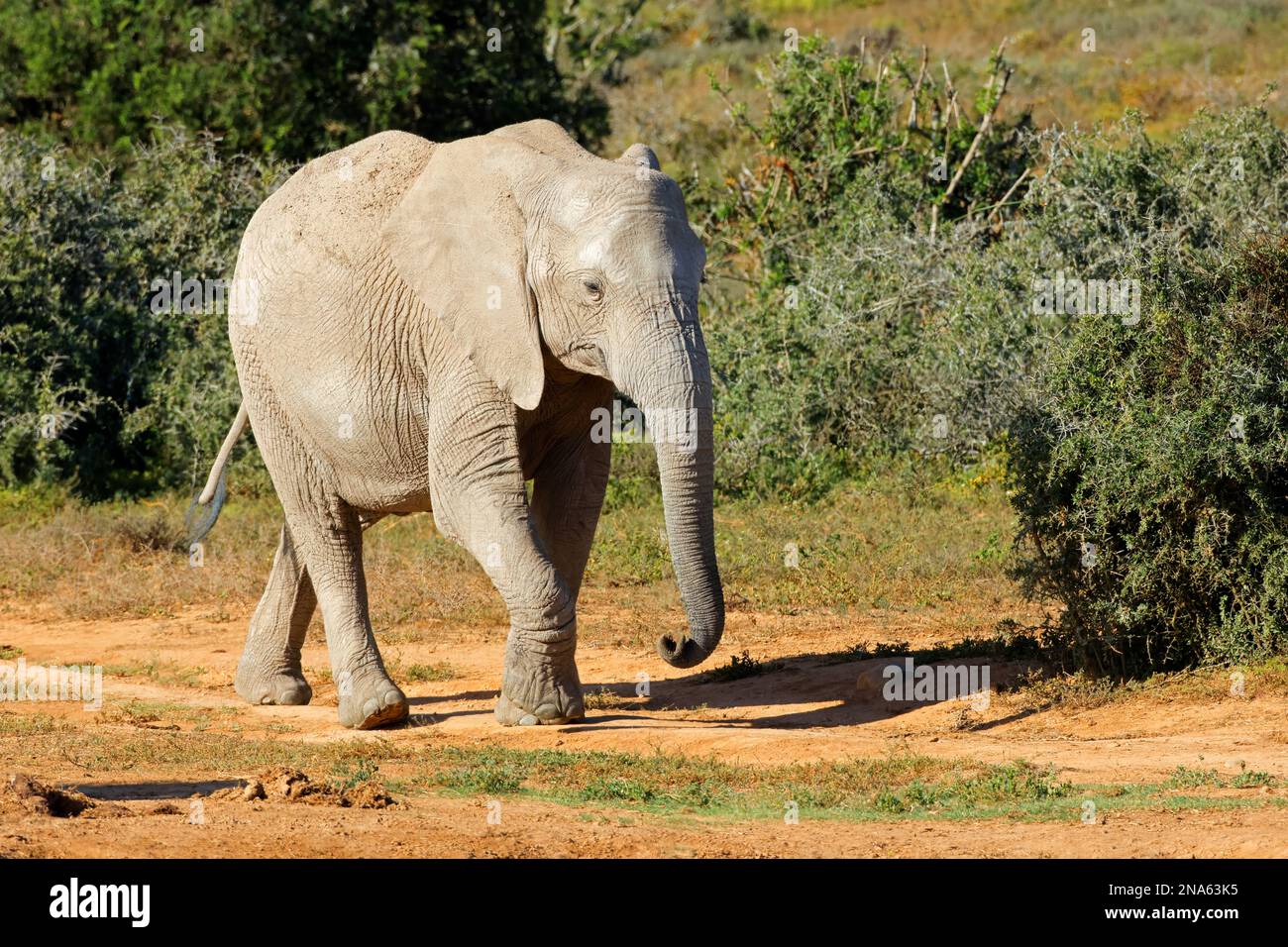 Ein afrikanischer Elefant (Loxodonta africana), der in einem natürlichen Lebensraum wandert, Addo Elephant National Park, Südafrika Stockfoto