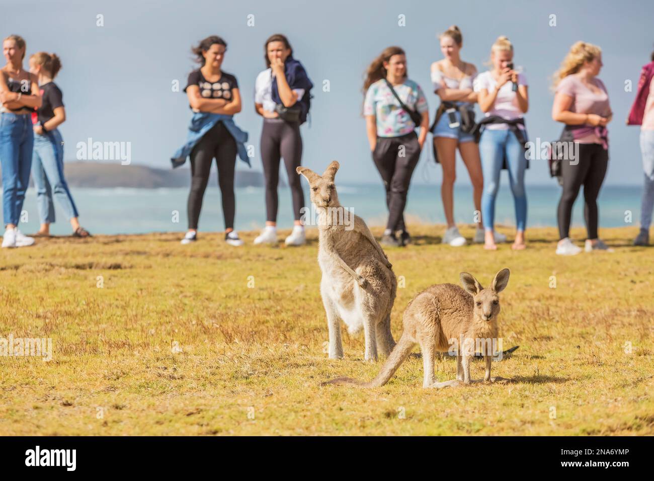 Kängurus hüpfen frei herum, während Touristen am Emerald Beach, Emerald Beach, New South Wales, Australien, beobachten Stockfoto