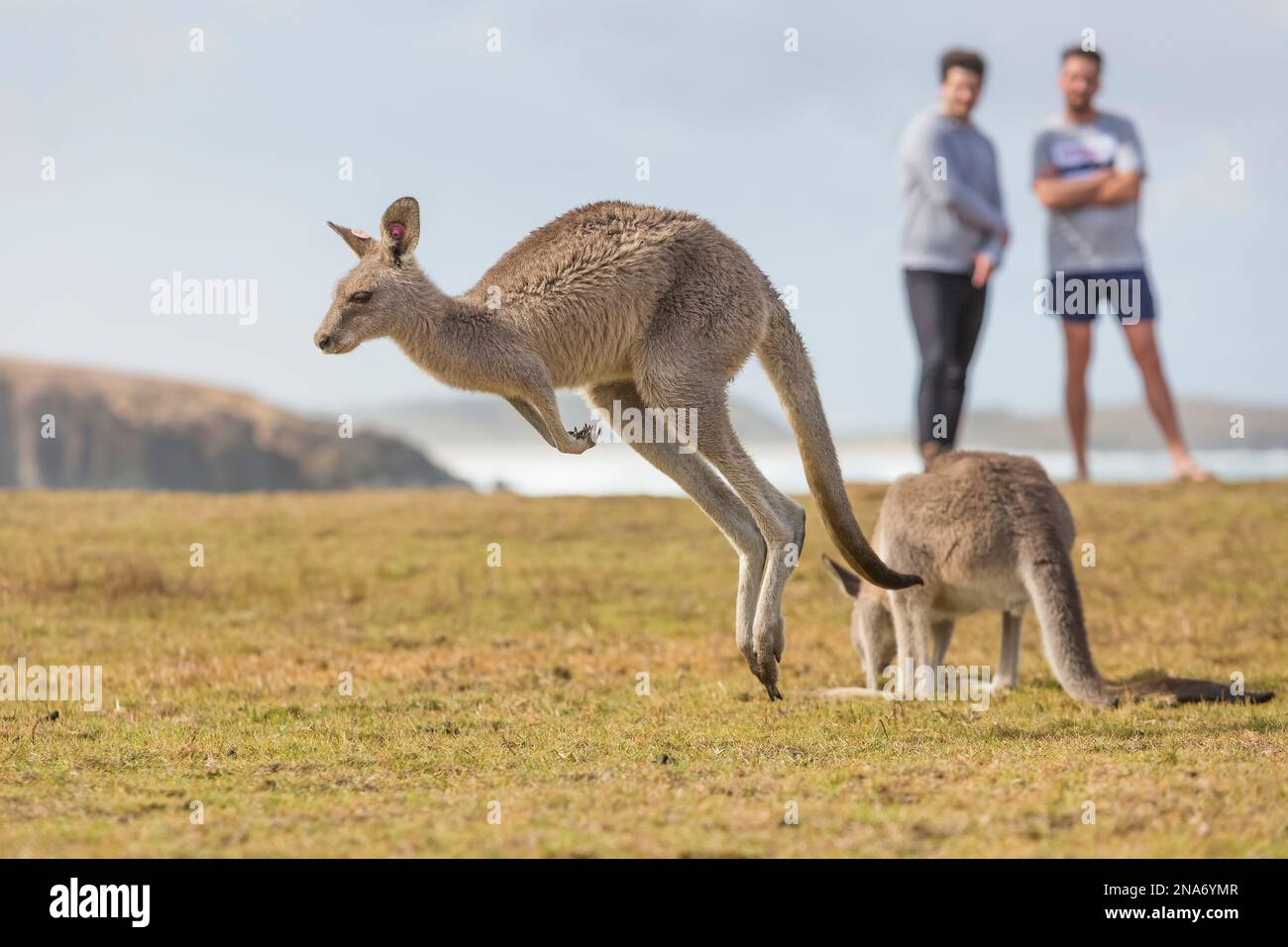 Kängurus hüpfen frei herum, während Touristen am Emerald Beach, Emerald Beach, New South Wales, Australien, beobachten Stockfoto