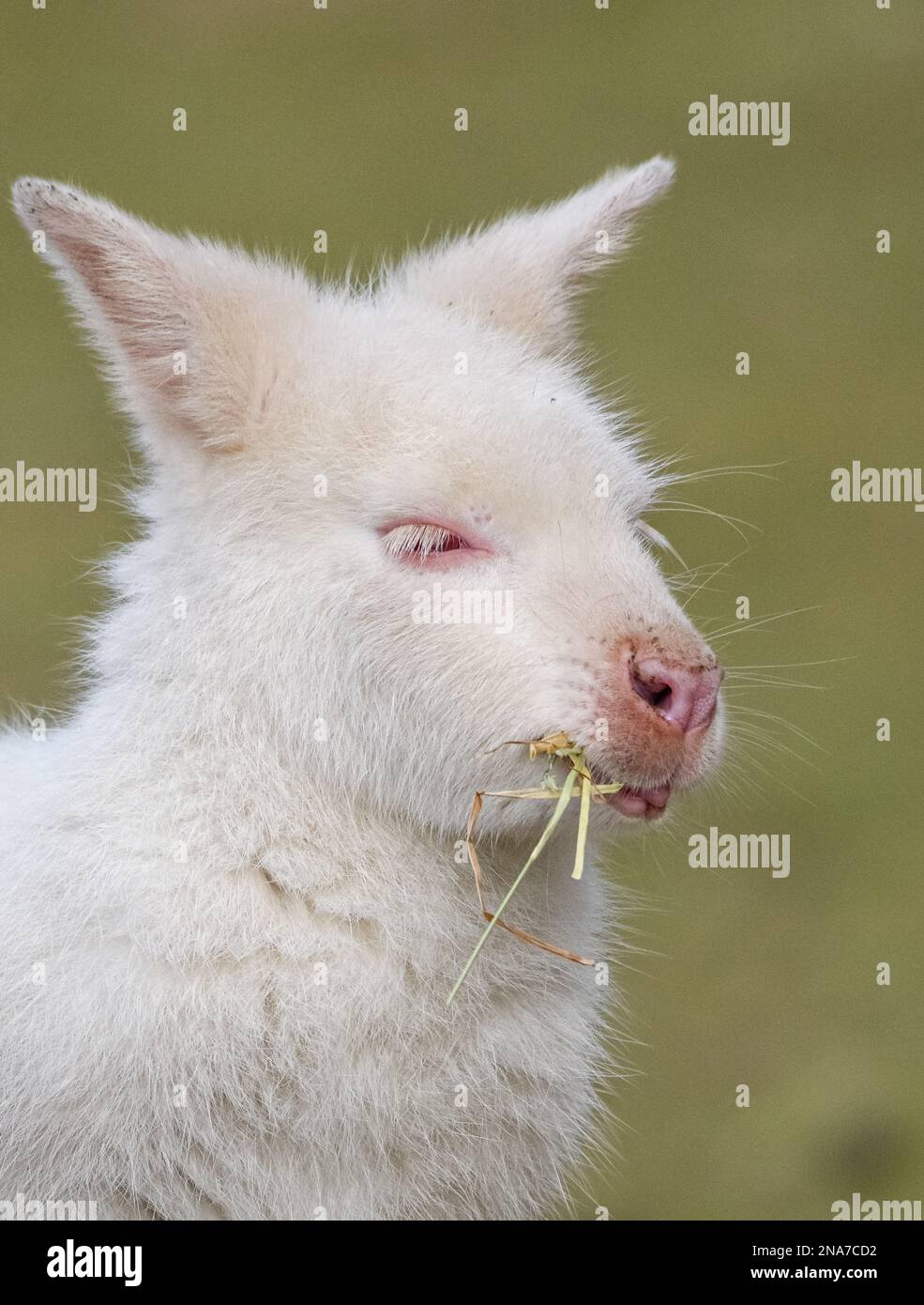 Porträt eines Albino-Wallabys, das Stroh isst Stockfoto