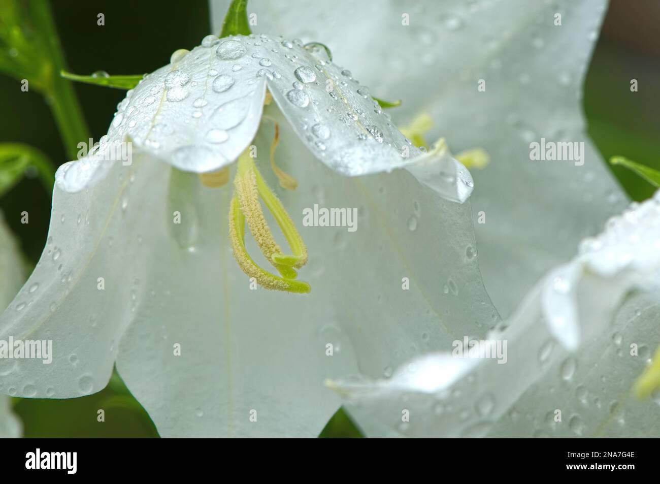 Pfirsichblättrige Bellblume (Campanula persicifolia) - Nahaufnahme einer einzelnen weißen Blüte, die von unten mit Regentropfen oben aussieht. Stockfoto