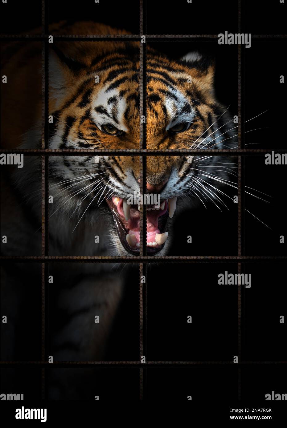 Tiger im Eisenkäfig auf schwarzem Hintergrund. Tierschutzkonzept Stockfoto