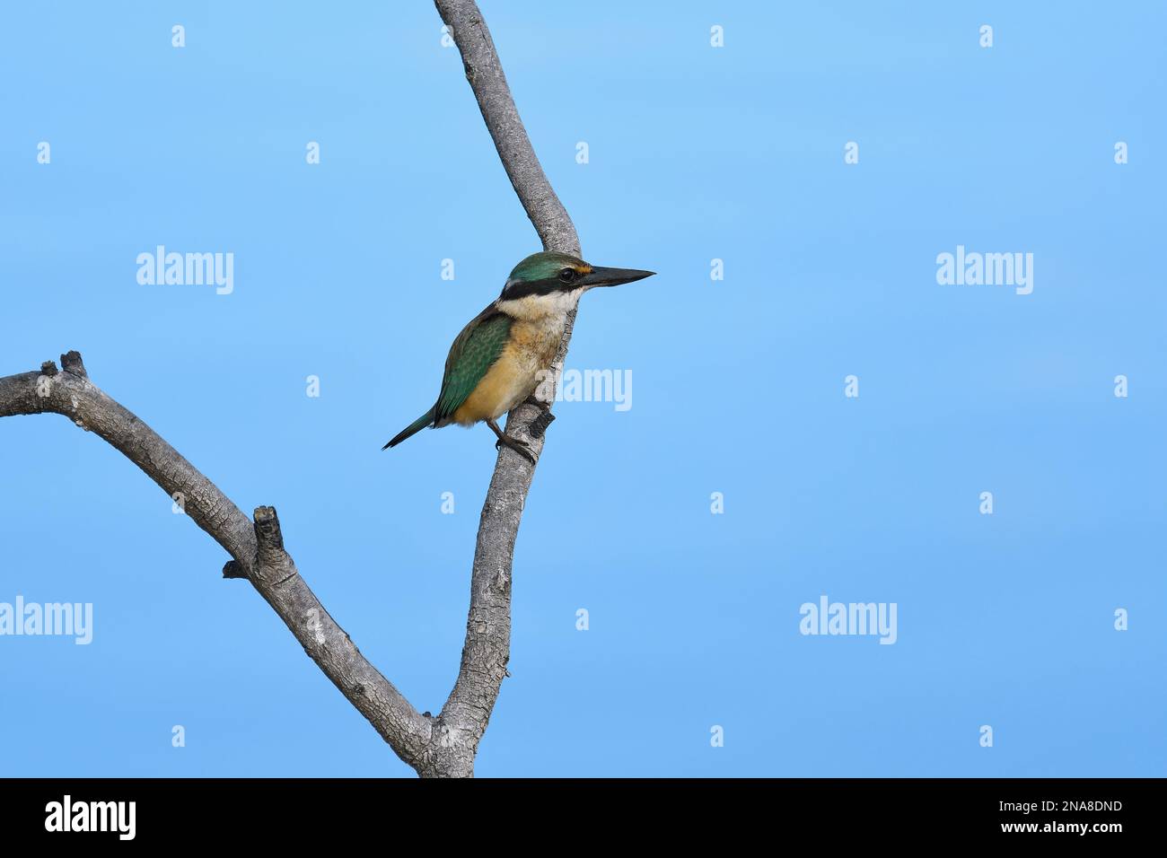 Ein australischer unreifer, heiliger Kingfisher - Todiramphus sanctus - Vogel, hoch oben auf einem Ast in einem blauen Flussufer im frühmorgendlichen bewölkten Licht Stockfoto