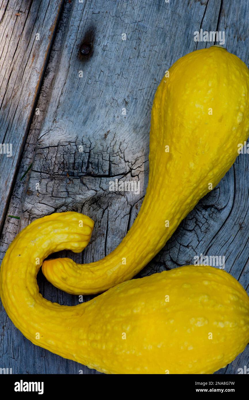Gelbes Crookneck Squash-Still-Leben Stockfoto