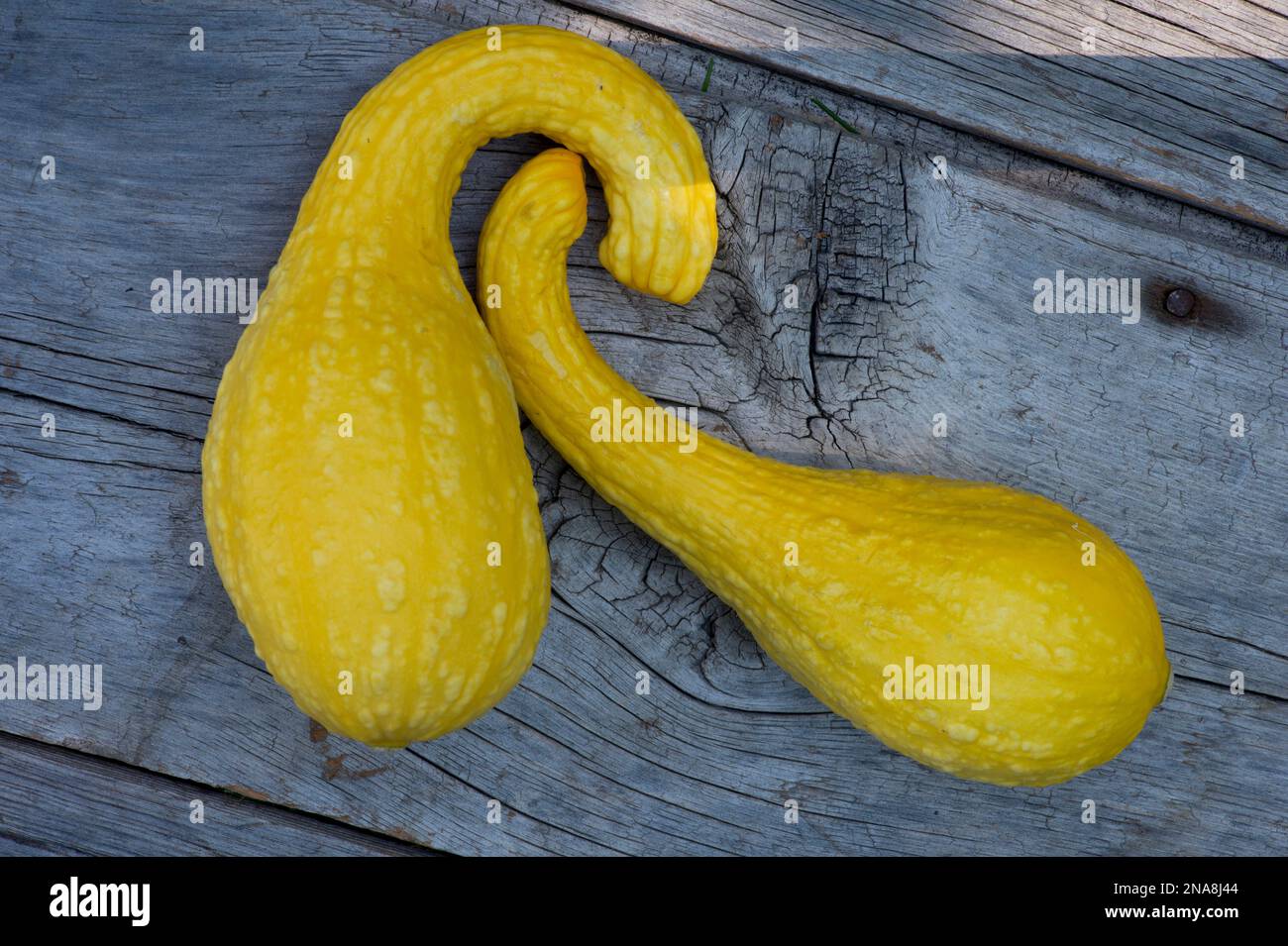 Gelbes Crookneck Squash-Still-Leben Stockfoto