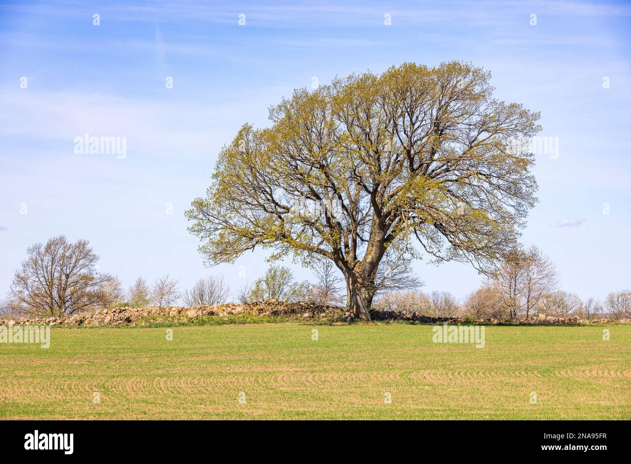 Einzelner Baum auf dem Land bei einem neu gesäten Feld Stockfoto