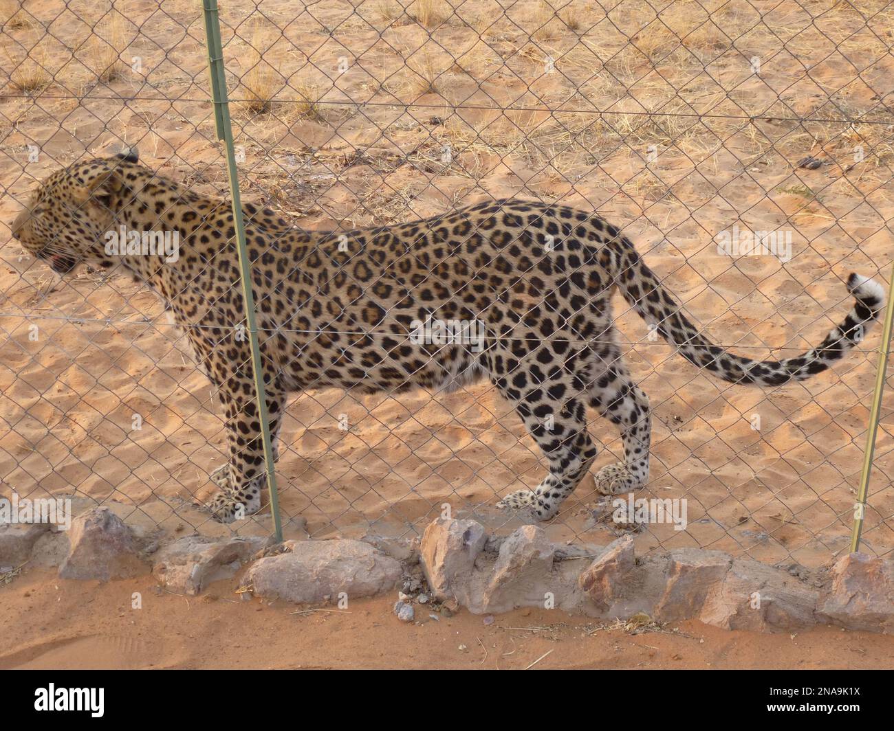Kleiner afrikanischer Leopard auf der zelda Gästefarm Stockfoto