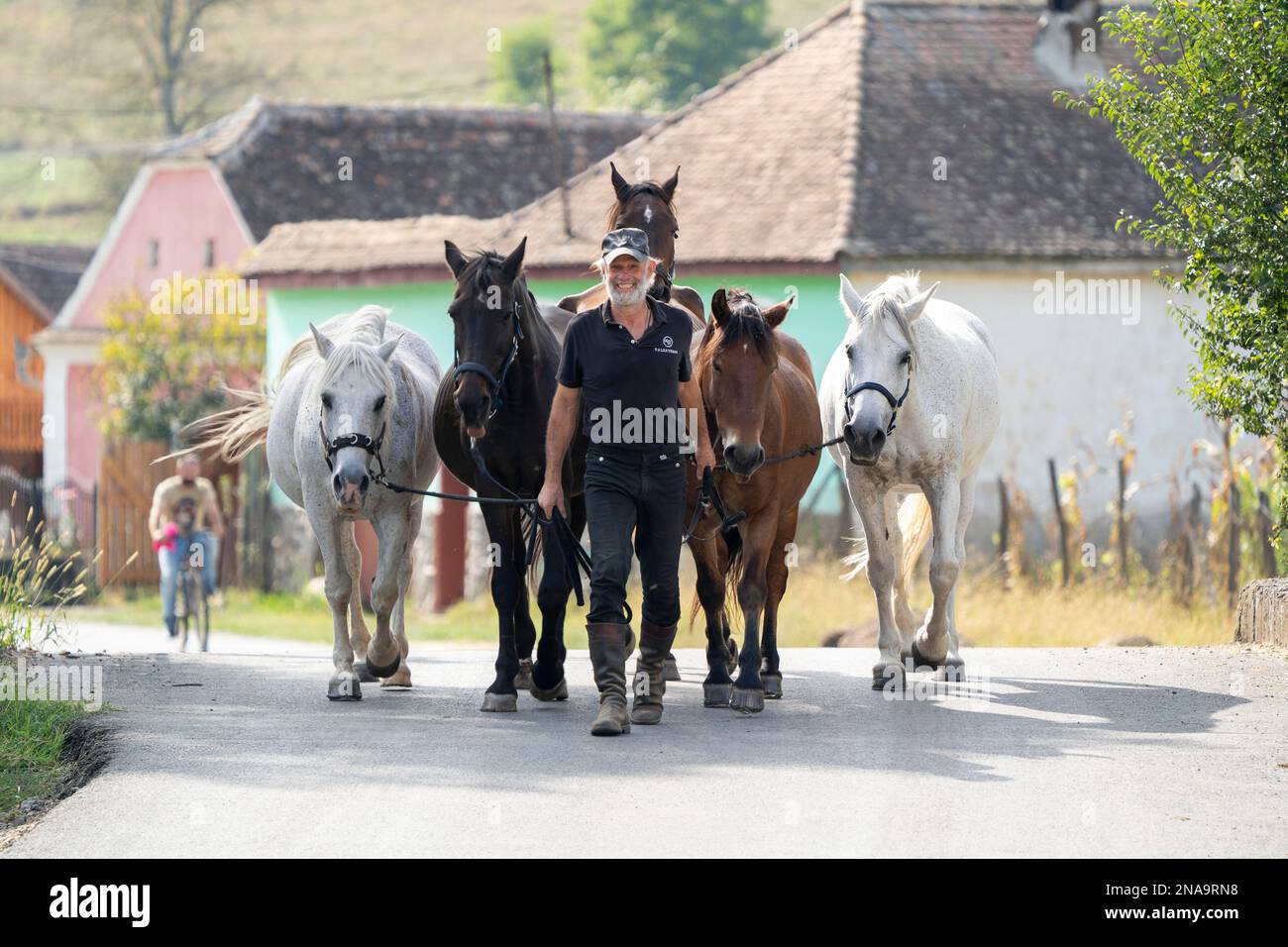 Mann führt Pferde durch Cund Village, Mures County, Transsilvanien, Rumänien; Transsilvanien, Rumänien Stockfoto