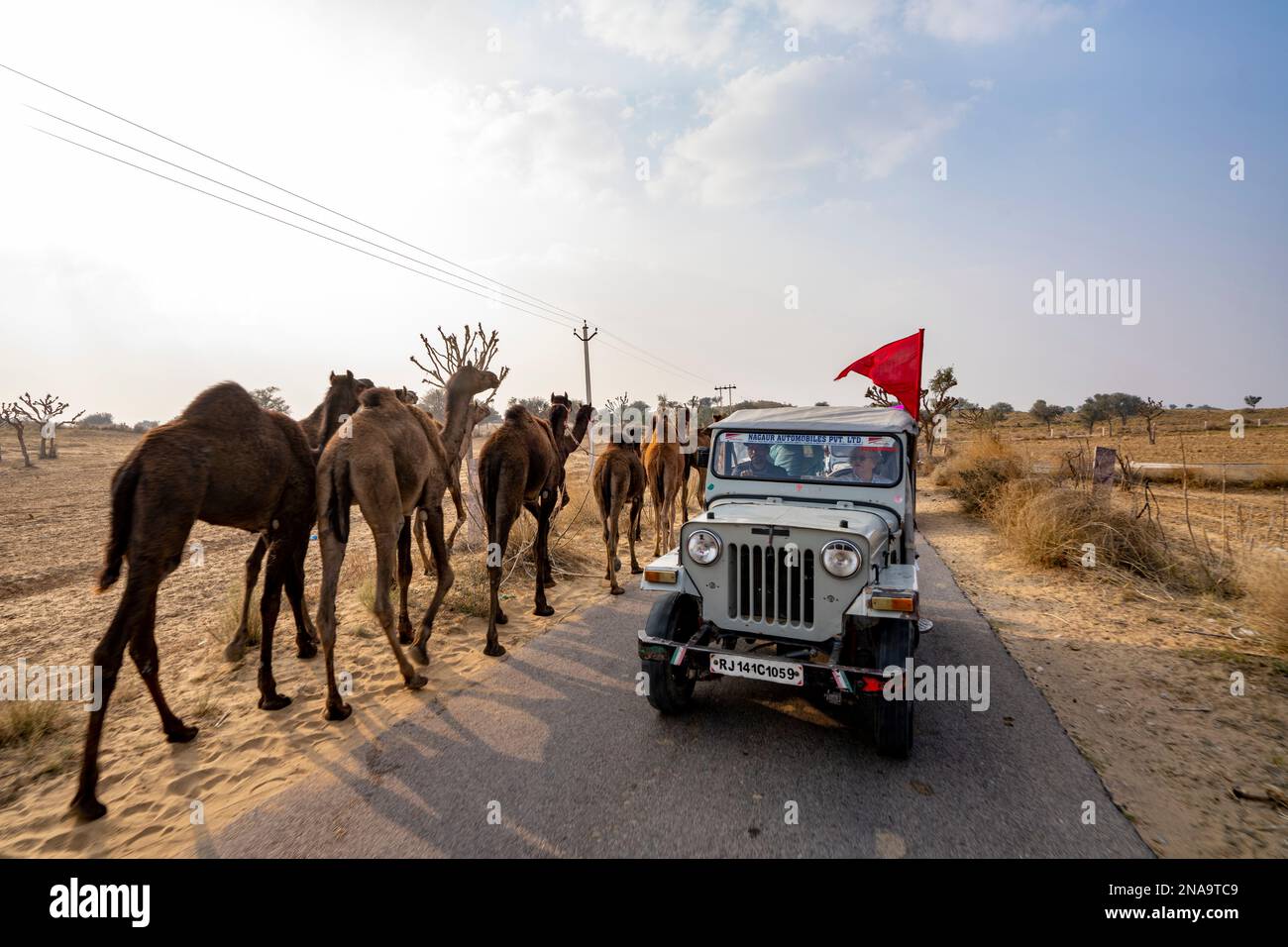 Kamelzug und Jeep in der Wüste Thar von Rajasthan, Indien; Rajasthan, Indien Stockfoto