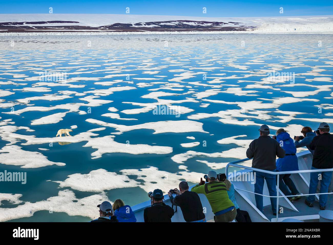 Kurioser Polarbär (Ursus maritimus) nahe dem National Geographic Explorer, während Touristen Fotos machen und sehen; Svalbard, Norwegen Stockfoto