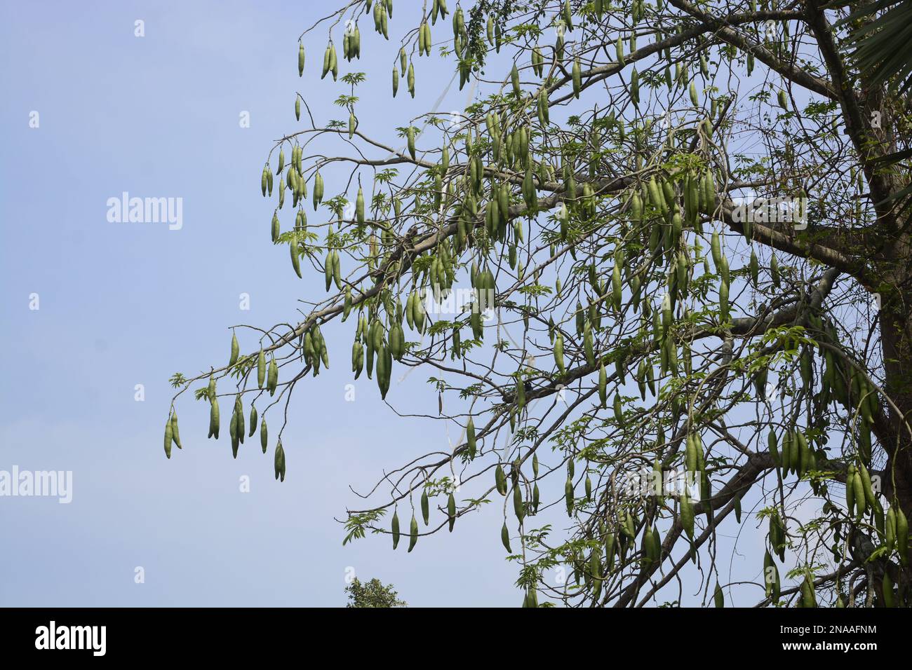 Der Baum und die baumwollartige Fusel, die aus den Samenschoten gewonnen werden, sind im Englischen allgemein als Kapok bekannt. Stockfoto