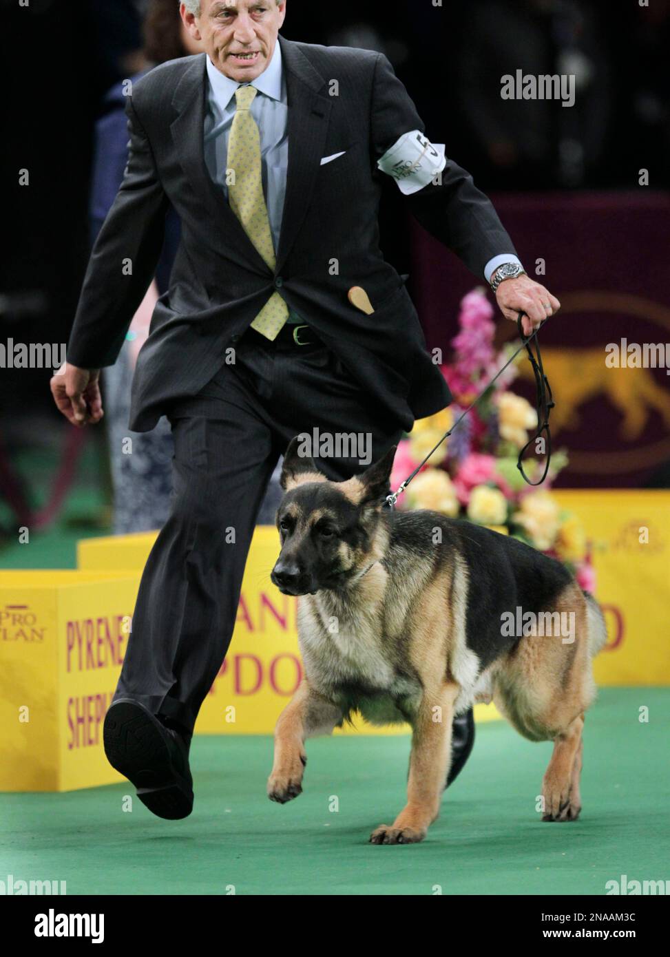 A German shepherd named Cappy, handled by James Moses, competes in the herding group, in which Cappy was victorious, at the 136th annual Westminster Kennel Club dog show in New York, Monday, Feb. 13, 2012. (AP Photo/Seth Wenig) Stockfoto
