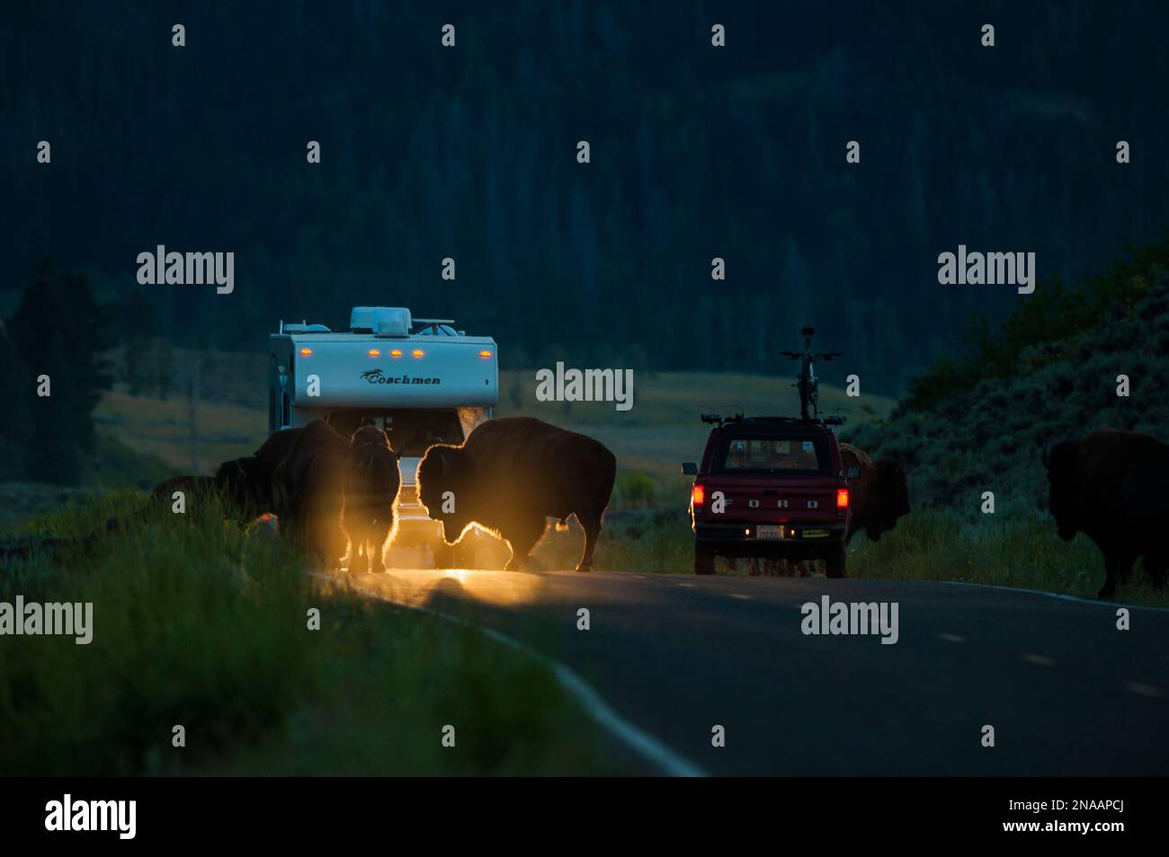 Bison überquert eine Straße vor einem Freizeitfahrzeug. Stockfoto