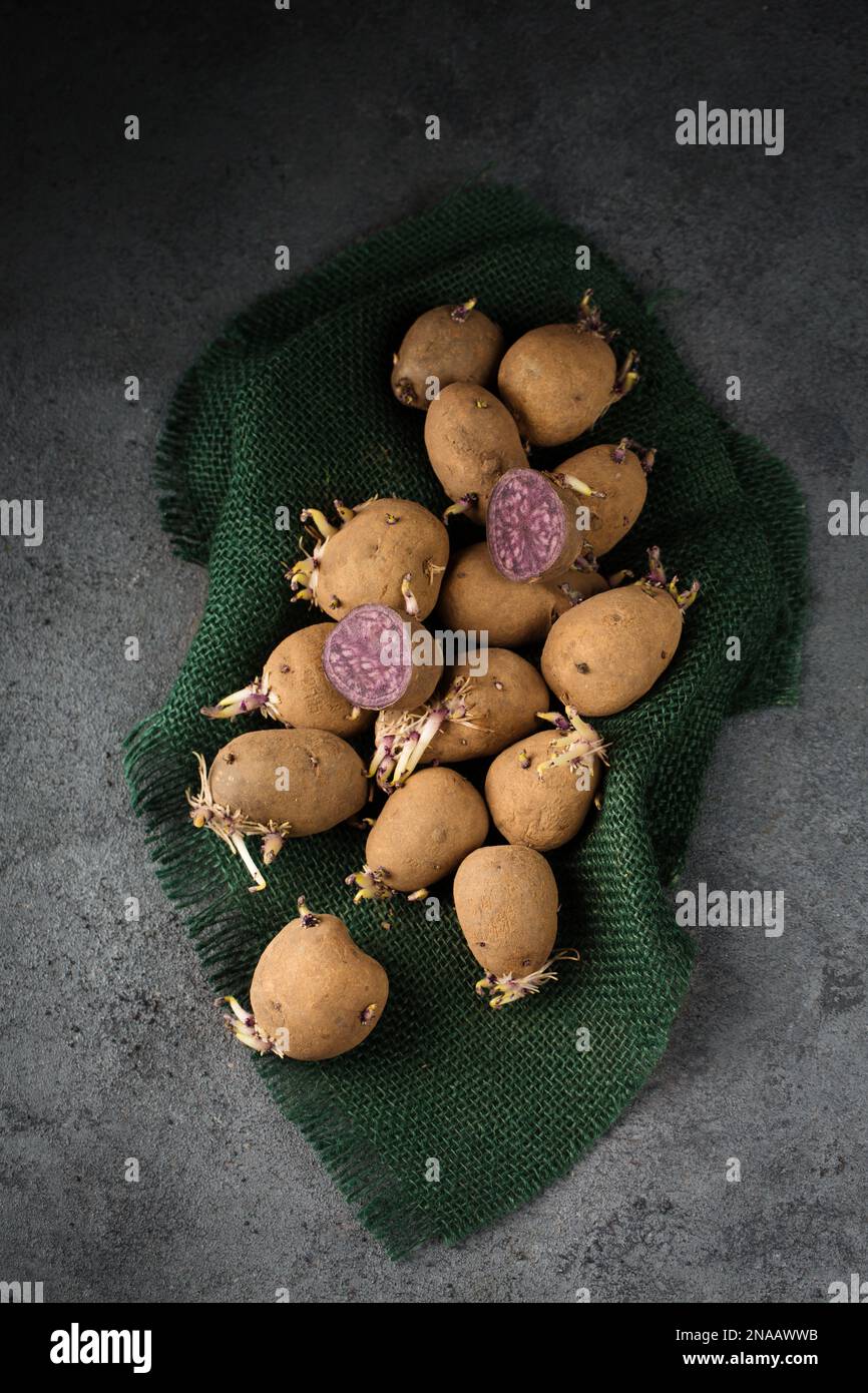 Keimung von Sprossen auf Kartoffeln zum Anpflanzen im Boden Stockfoto