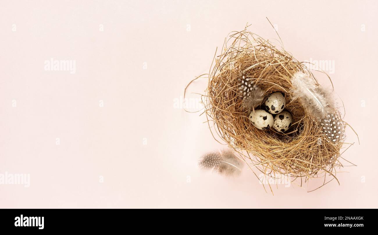 Drei Wachteleier in einem natürlichen Vogelnest auf pastellrosa Hintergrund. Osterkonzept mit Kopierbereich, Draufsicht, Banner Stockfoto