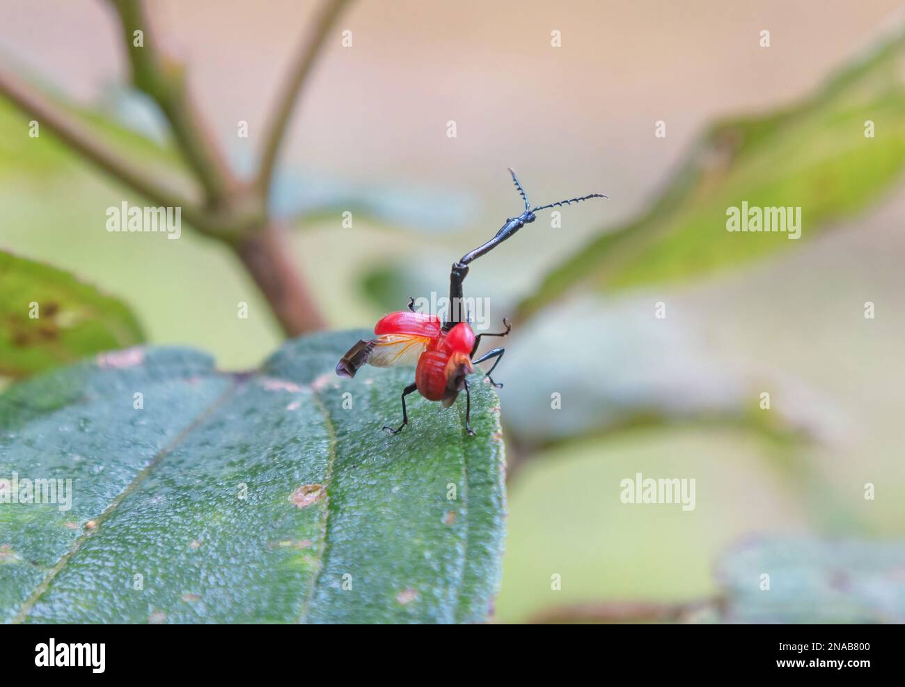 Giraffenkäfer auf einem Baum im Nationalpark Stockfoto