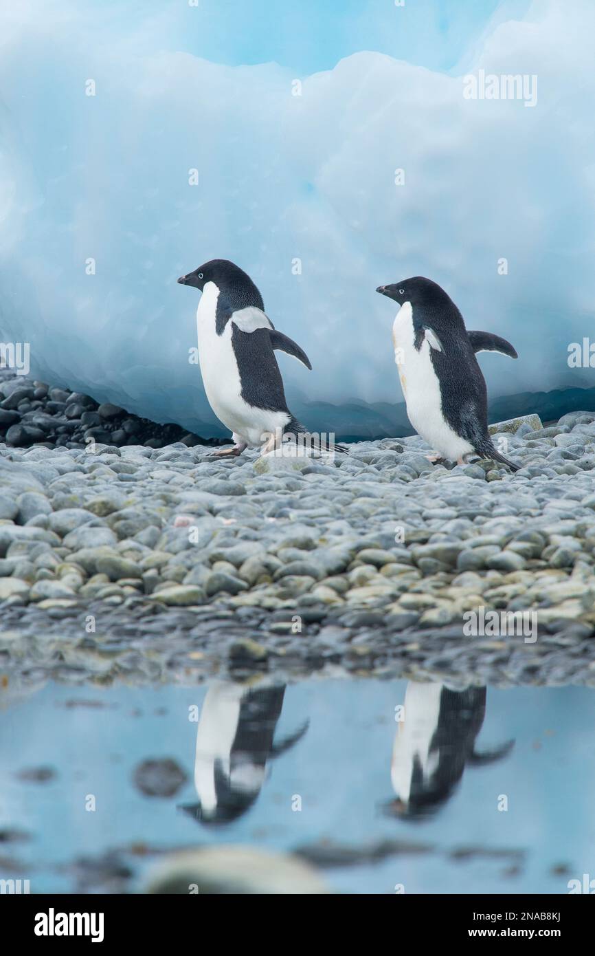 Zwei Adelie-Pinguine (Pygoscelis adeliae), die an felsigem Ufer mit ihrer Reflexion im Wasser spazieren, Brown Bluff, Tabarin-Halbinsel; Antarktis Stockfoto