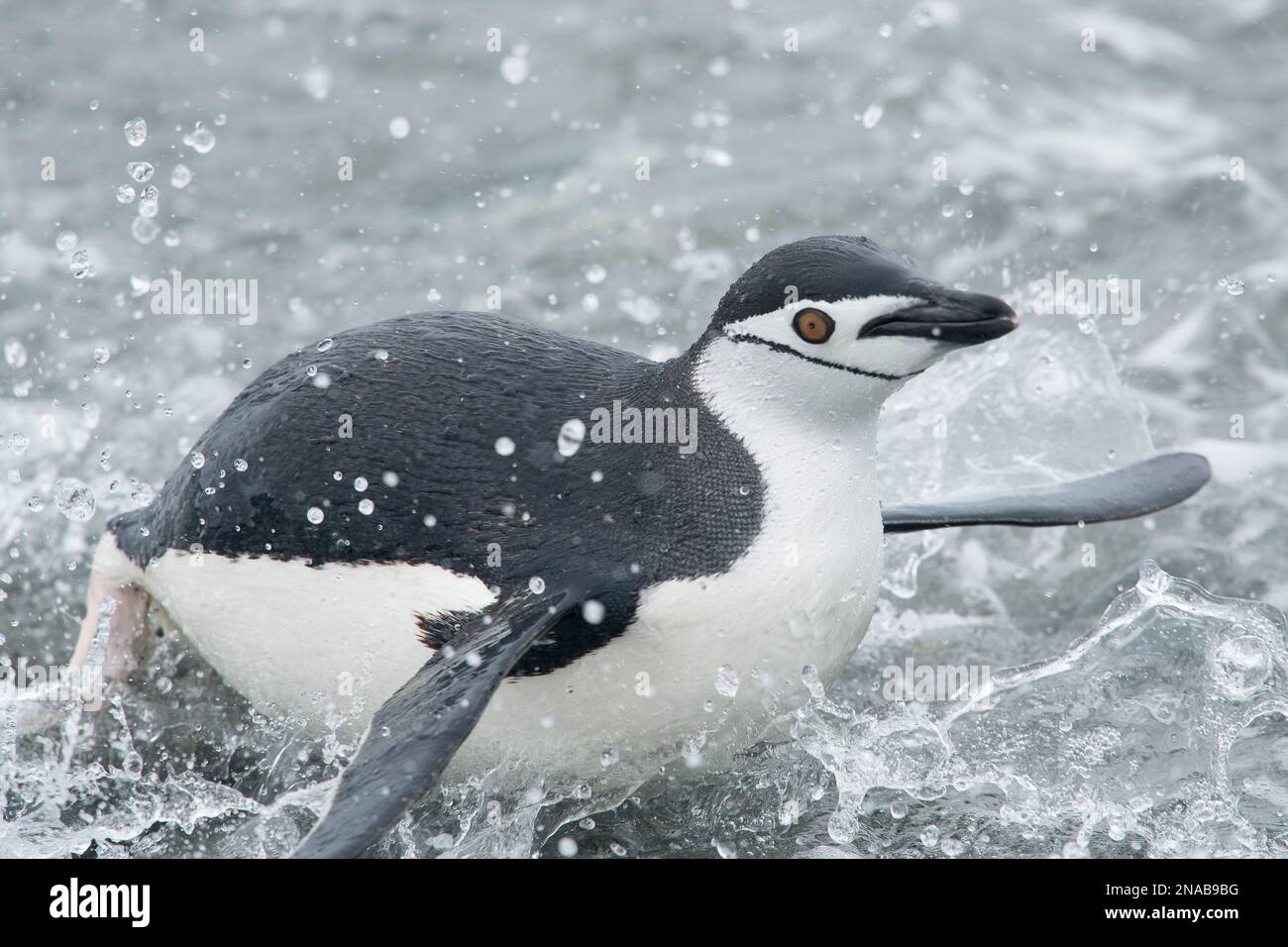 Ein Chinstrap-Pinguin (Pygoscelis antarcticus) spritzt, wenn er an Land kommt. Stockfoto
