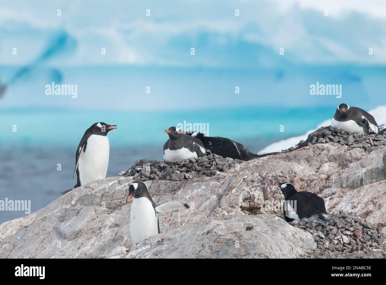 Gentoo-Pinguin (Pygoscelis papua) Kolonie auf einem Felsen in der Antarktis; Cuverville Island, Antarktis Stockfoto