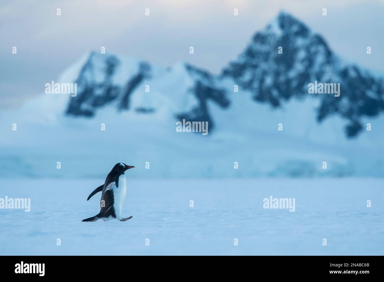 Gentoo-Pinguin (Pygoscelis papua) spaziert über das Eis in der Wilhelmina Bay; Antarktis Stockfoto