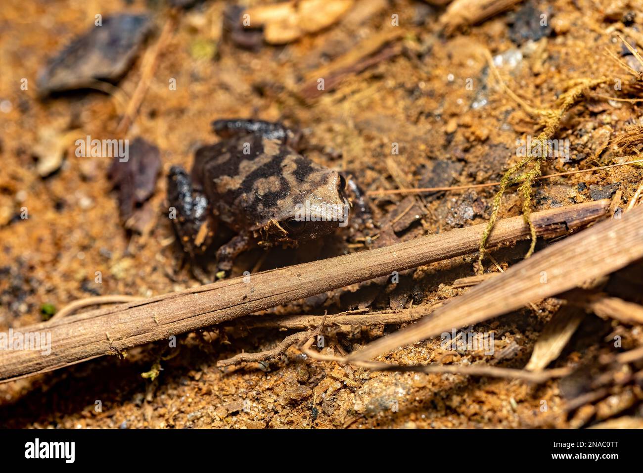 Plethodontohyla Frosch, endemische Gattung der Mikrohylidfrösche. Ranomafana-Nationalpark, Madagaskar-Tierwelt Stockfoto