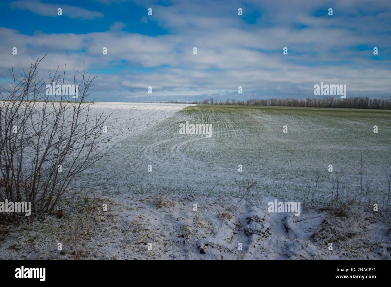 Ukrainische Landschaft mit Agrokultur mit Winterpflanzen bedeckt mit frischem Schnee in der Nähe des Dorfes Mishurin rog in der Oblast Dnipropetrovsk (pro Stockfoto