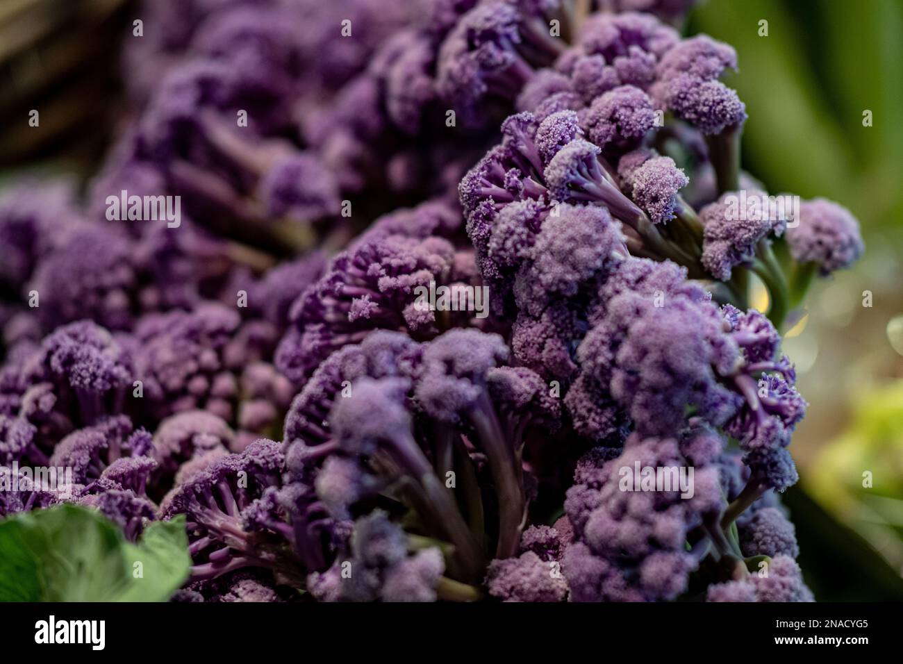 08. Februar 2023, Berlin: Lila Murasaki Cauliflower wird bei Fruit ...