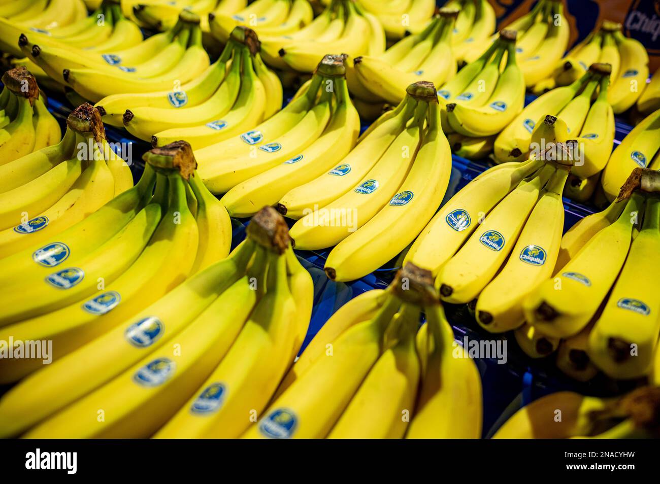 08. Februar 2023, Berlin: Chiquita-Bananen werden in der Fruit Logistica  ausgestellt. Fruit Logistica ist eine internationale Handelsmesse fr Obst  und Gemse. Foto: Fabian Sommer/dpa Stockfotografie - Alamy