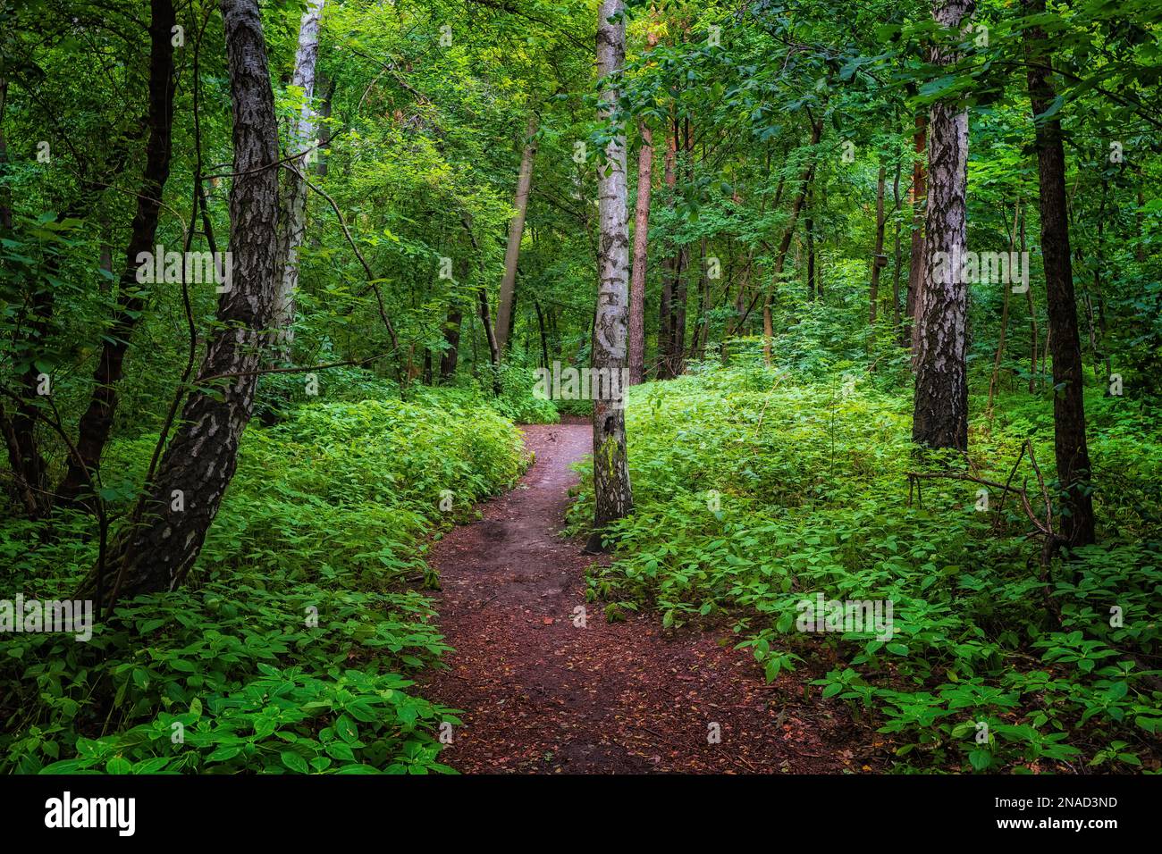 Fußweg in gemischten Laubwäldern mit üppigem, grünem Unterholz und Birken in der Region Masovia in Polen, Europa. Stockfoto